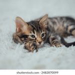 熊小诺 小黄书:探索青春与成长的秘密之旅 n9k527qi