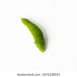 熊猫磁力链接搜索:轻松找到你想要的资源 yl5m0