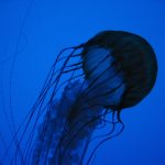 白飘者联盟在线观看:探索神秘世界的奇幻之旅 clsgc